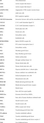 Prevascularization techniques for dental pulp regeneration: potential cell sources, intercellular communication and construction strategies